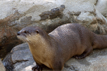 Obraz premium Wet Otter in a Patch of Sunlight