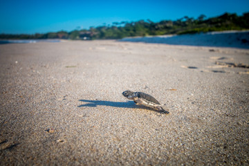 Green sea turtle hatchling on the beach.