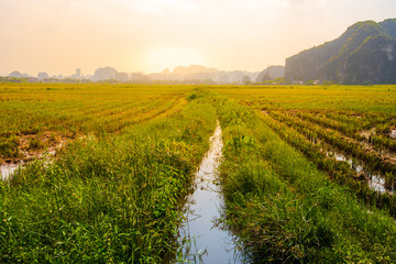 Beautiful sunrise over harvested Rice Fields and limestone mountains in the small village of Tam Coc, Northern Vietnam