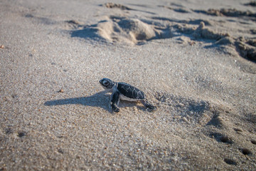 Green sea turtle hatchling on the beach.