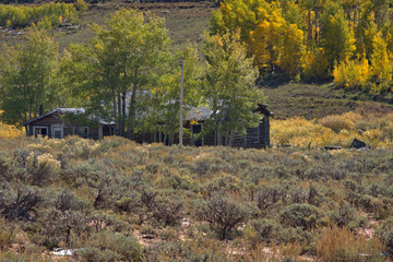 Abandoned cabin sits surrounded by sage and aspen trees in the fall