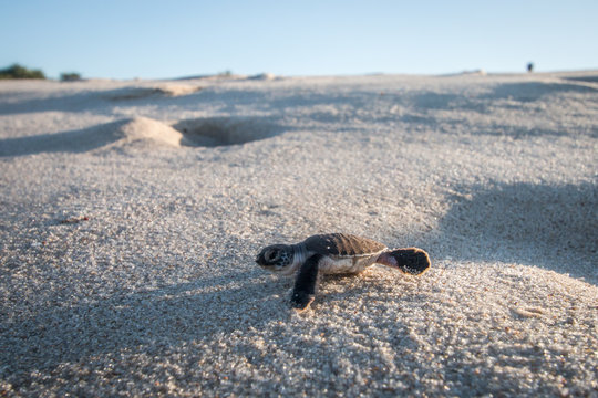 Green sea turtle hatchling on the beach.