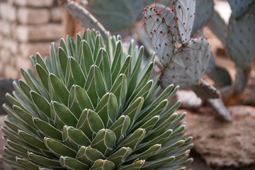 closeup of a plant