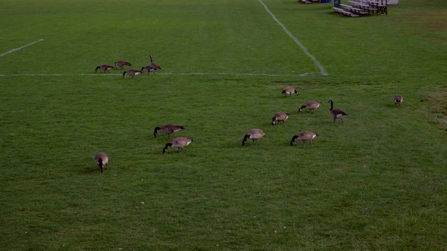 Geese on the Football Field in Canda in Autumn. Funny Concept of Geese as Football Players. 4k Footahge of Geese playing football.