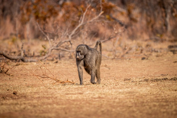 Chacma baboon walking in the grass.