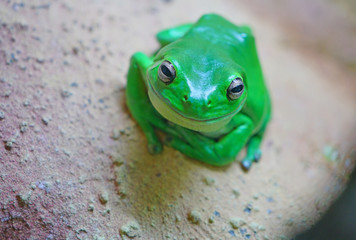 A green tree frog amphibian