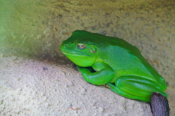 A green tree frog amphibian
