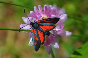 butterfly on flower