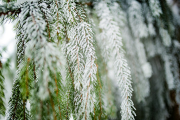 Close-up of green snow-covered frozen spruce