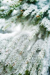 Close-up of green snow-covered frozen spruce