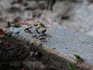 leaf-cutter ants at work Panama City
