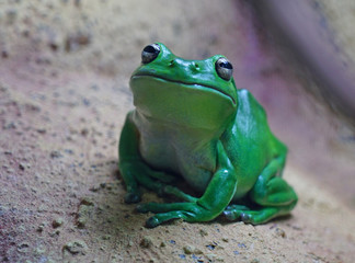 A green tree frog amphibian