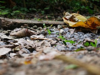 leaf-cutter ants at work Panama City