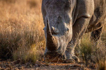 Close up of a White rhino head.