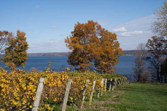 Fall Foliage At Finger Lakes Vineyard Over Looking Lake Cayuga