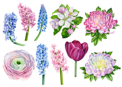 beautiful set of flowers from ranunculus, hyacinth, chrysanthemum, apple flowers, tulip on an isolated white background, watercolor, hand-drawing, botanical painting