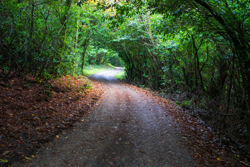 Naklejka premium path in the park