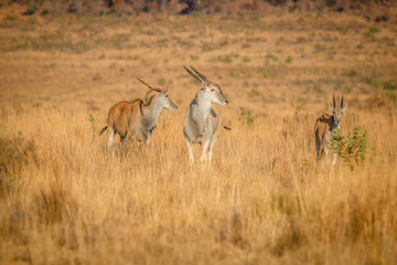 Fototapeta premium Herd of Eland standing in the high grass.