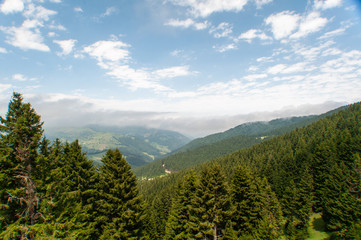 forest and mountains
