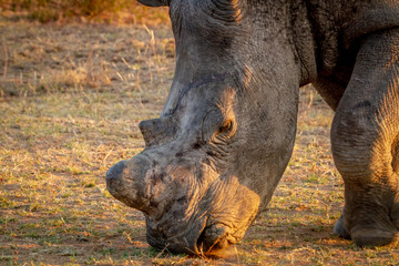 Obraz premium Close up of a White rhino grazing.