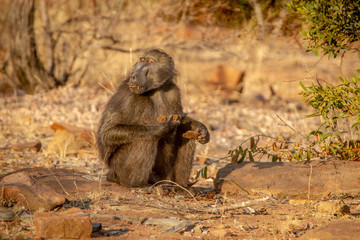 Chacma baboon sitting and eating.