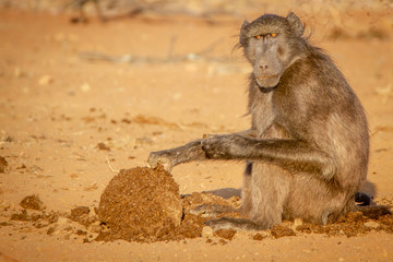 Chacma baboon sitting and eating.