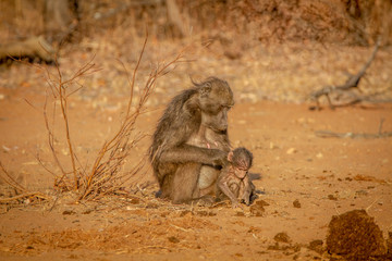 Chacma baboon mother and baby sitting.