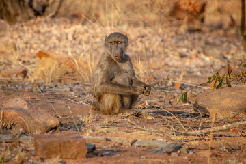 Young Chacma baboon sitting and looking around.