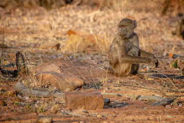 Young Chacma baboon sitting and looking around.