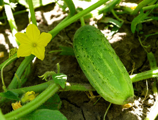 Obraz premium Green fresh cucumbers growing on a stalk. Growing vegetables. Flowering cucumber. Prickly little cucumber.