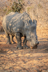Dehorned White rhino grazing in the bush.