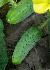 Green fresh cucumbers growing on a stalk. Growing vegetables. Flowering cucumber. Prickly little cucumber.