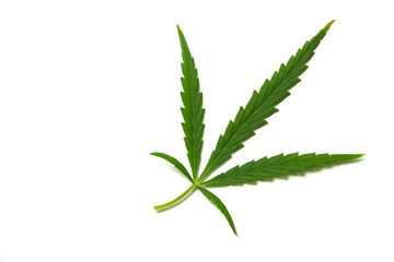 Green hemp leaf isolated on a white background. Legalization of marijuana. The plant of the canabioid group. Narcotic or medicinal cannabis.