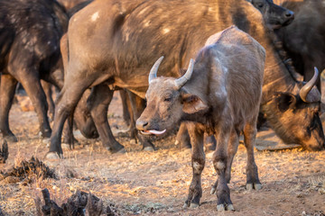 Fototapeta premium African buffalo starring at the camera.