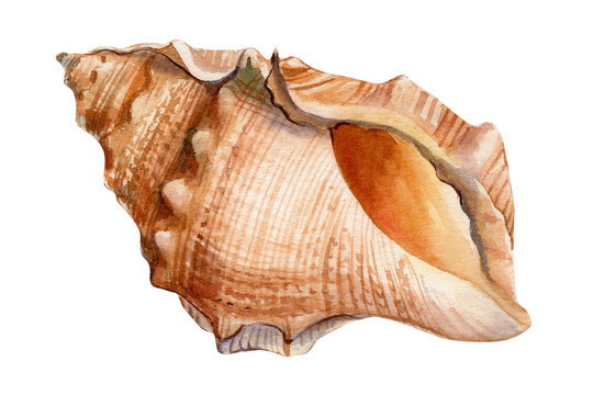 seashells on an isolated white background, watercolor, hand-drawing, painting