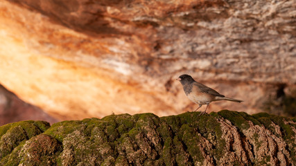 A dark eyed junco is perched on a mossy rim under a sandstone ledge.