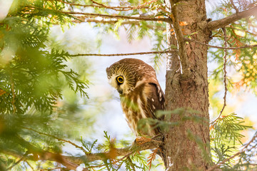 Saw Whet owl perched in a forest of cedars, in north Quebec, Canada.
