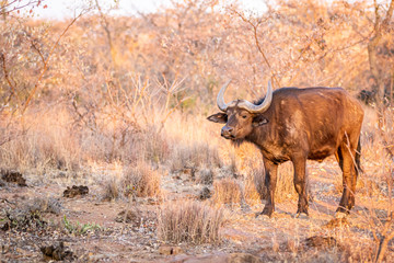 African buffalo standing in the grass.