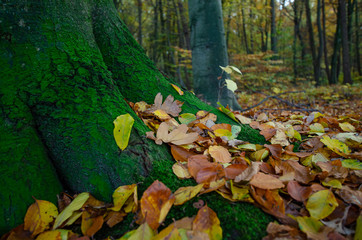 Herbst im Wald