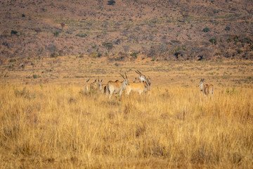 Fototapeta na wymiar Herd of Elands in the high grass.