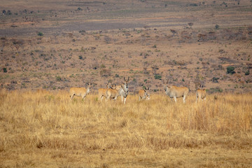 Naklejka premium Herd of Elands in the high grass.