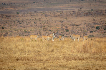 Fototapeta na wymiar Herd of Elands in the high grass.