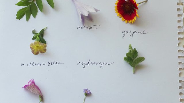 A woman puts flowers above their handwritten names on a sketchbook page