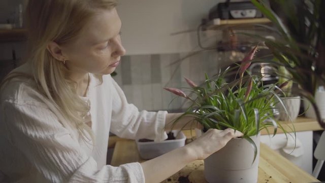 Young woman planting house plants in the pot on kitchen table 