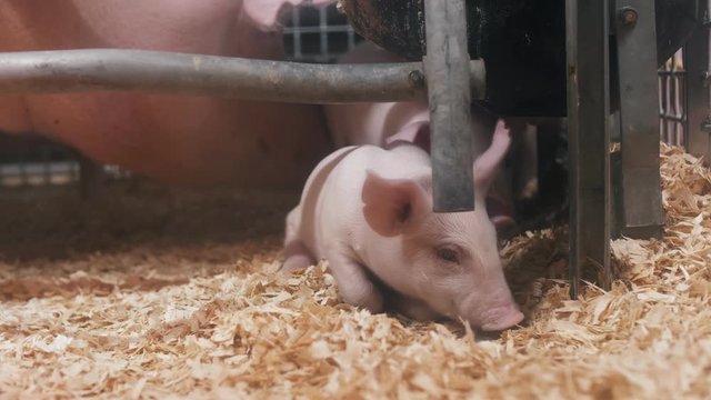 Portrait of baby piglets. 4K cinmeatic footage.