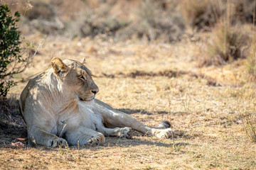 Lioness laying in the grass under a bush.