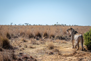 Lioness scanning the plains for prey.