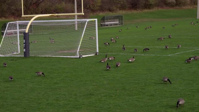 Geese on the Football Field in Canda in Autumn. Funny Concept of Geese as Football Players. 4k Footahge of Geese playing football.