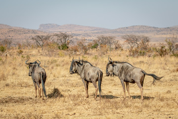 Fototapeta na wymiar Three Blue wildebeest standing in the grass.