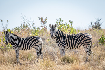 Fototapeta na wymiar Zebra standing in the high grass.